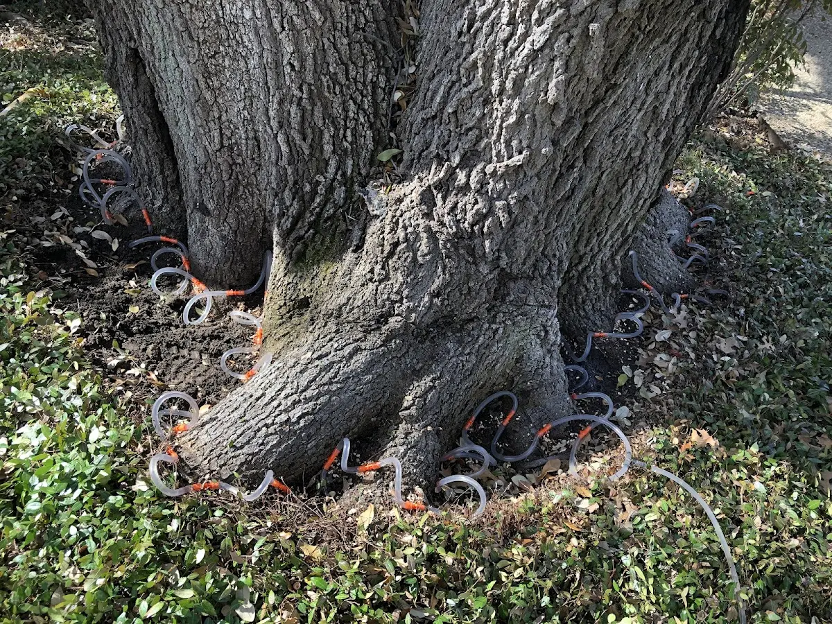 Detailed Tree Cabling and Bracing job site in Oolitic