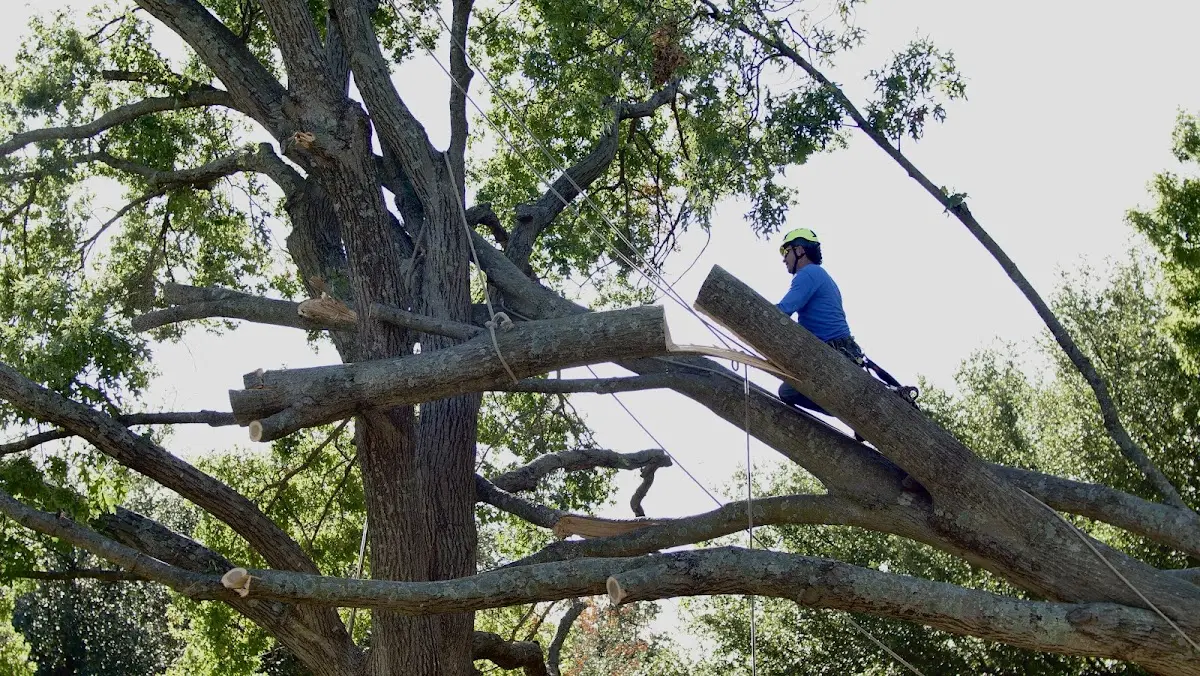 Professional Hazardous Tree Removal performed by certified arborists in Oolitic